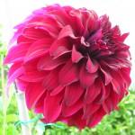 DSCN0003