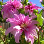 DSCN0074