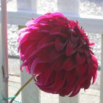 DSCN4304