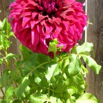 DSCN5593