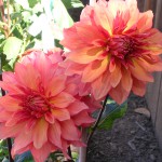 DSCN5730