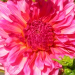 DSCN5918