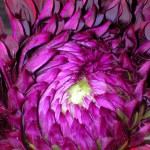 DSCN6947