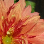 DSCN7791
