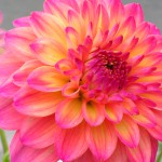 DSCN8018