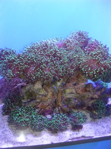 DSCN9914